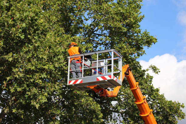 Best Tree Health Inspection  in Penn Estates, PA