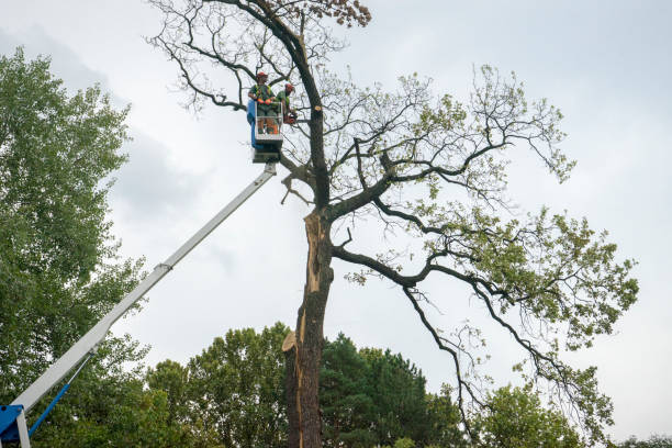 Best Utility Line Clearance  in Penn Estates, PA