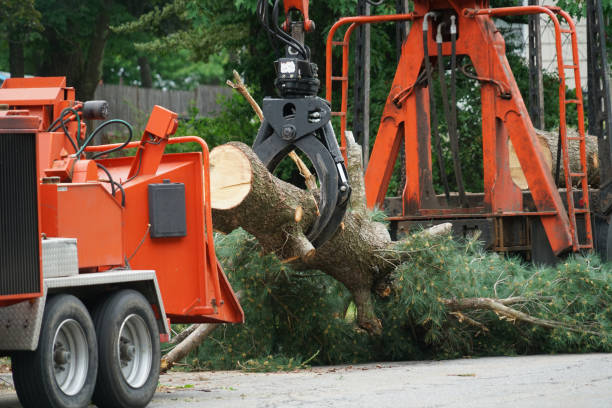 Penn Estates, PA Tree Care Services Company